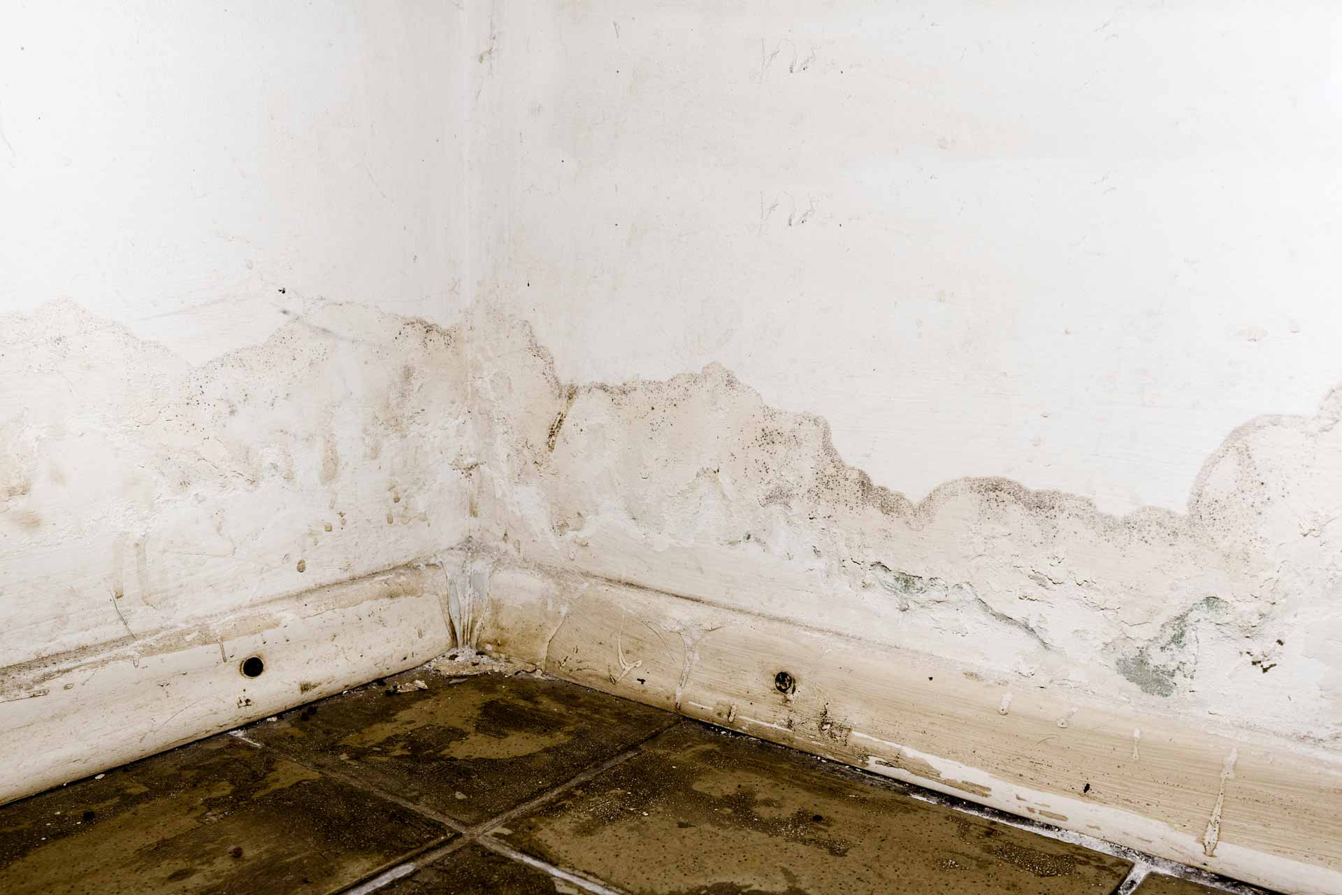 Corner of room with standing water and moldy baseboard