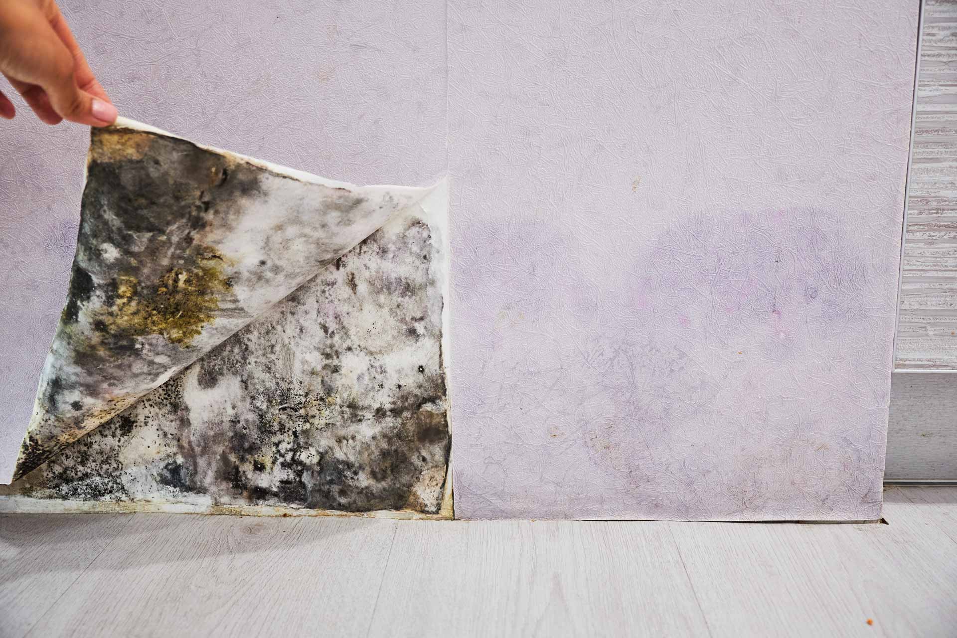 Hand peeling up wallpaper to reveal mold underneath